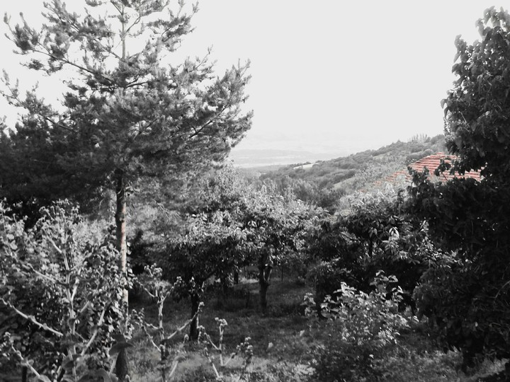 tree and tree and tree...