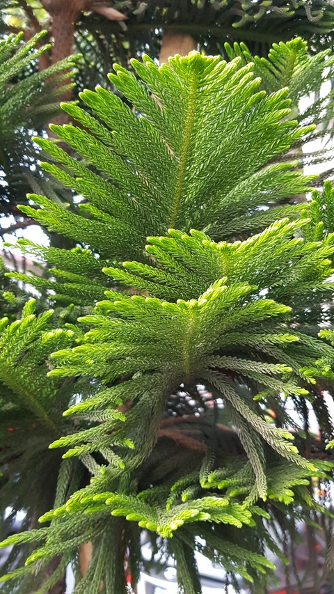 tree
