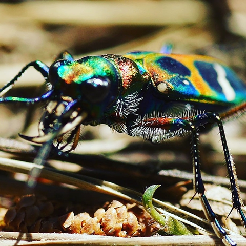 tapety bug, pest