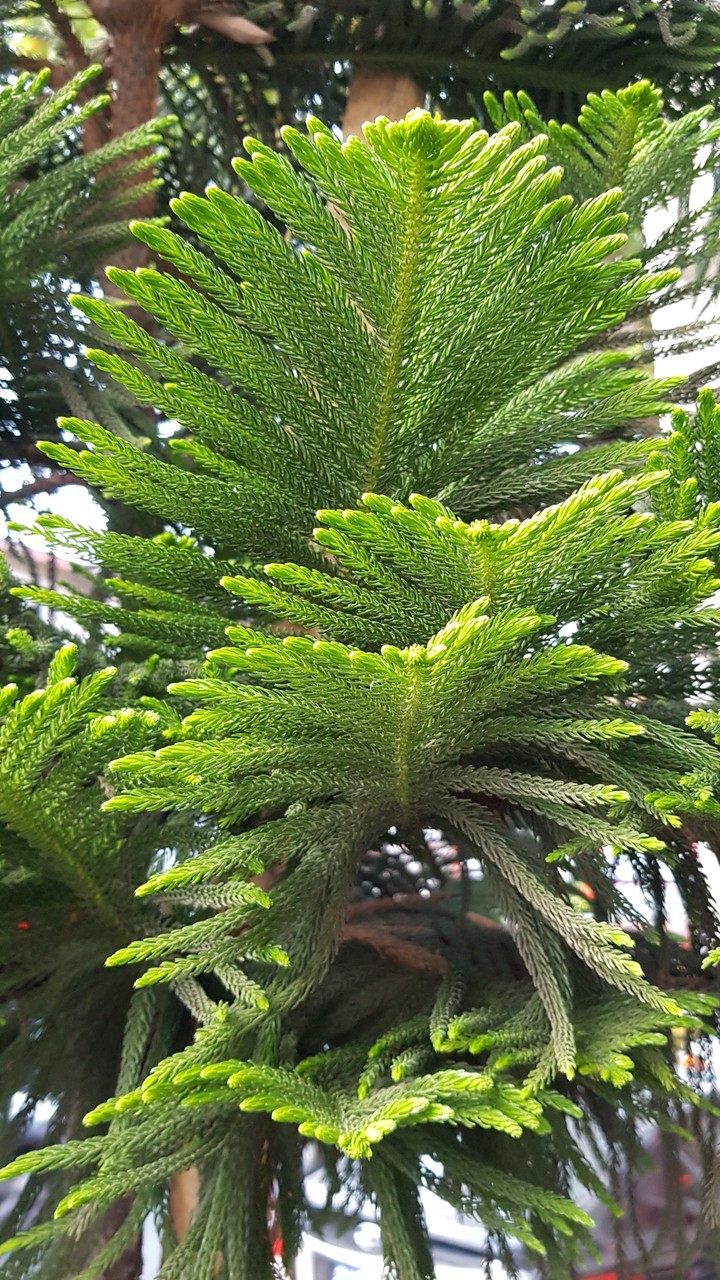 tree