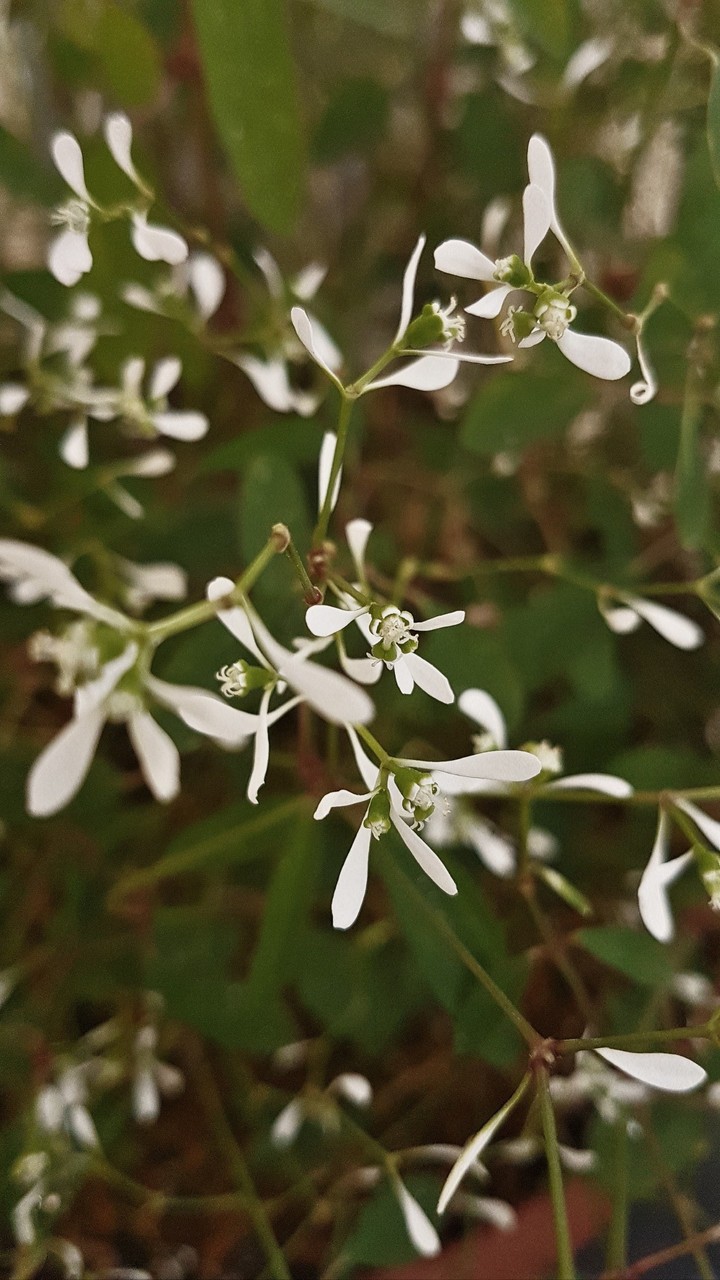 White & Green