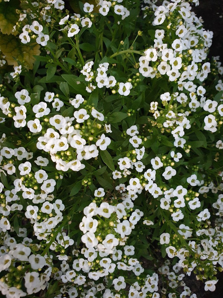 flowers