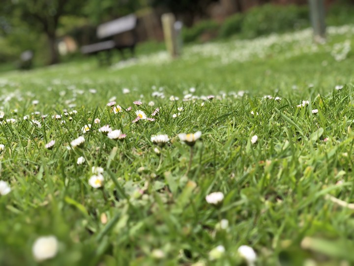 green with white flower