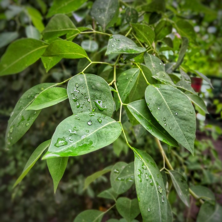 leaf