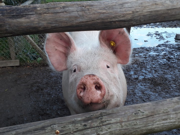 pig