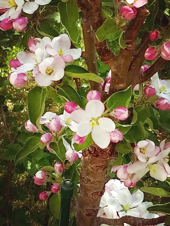 Apfelbaum