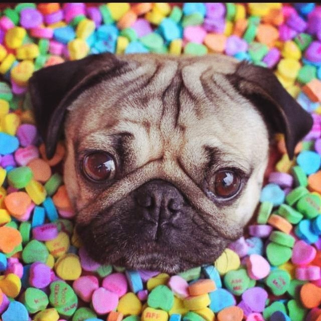 anyone love pugs and sweets lol