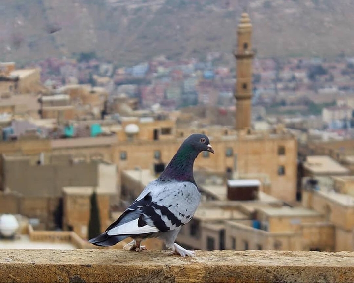 MARDİN