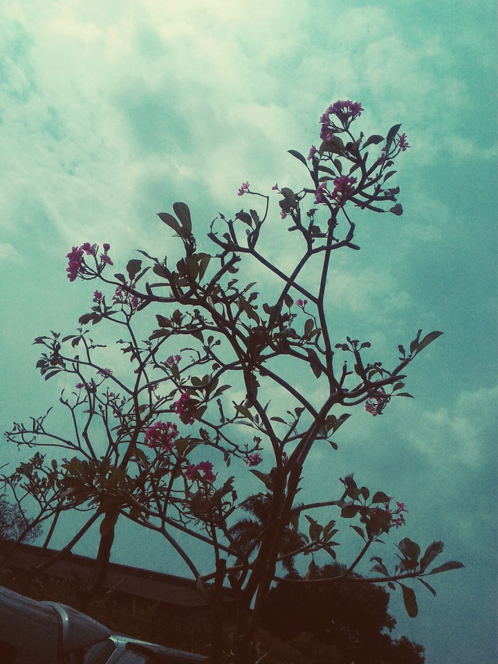 tree and sky