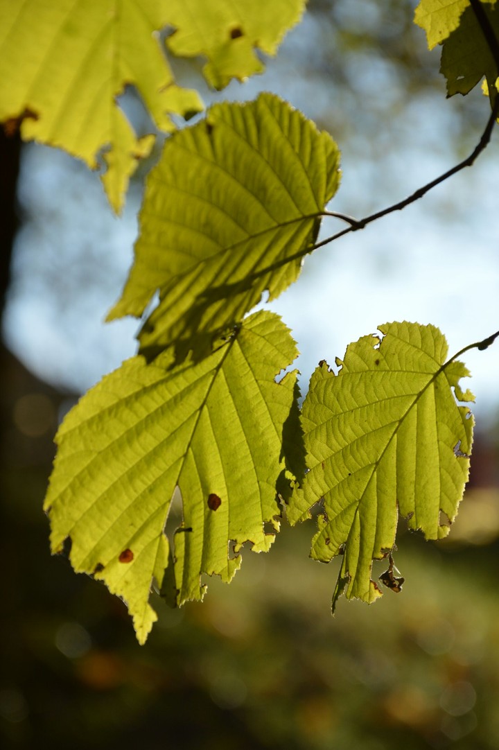 leafs