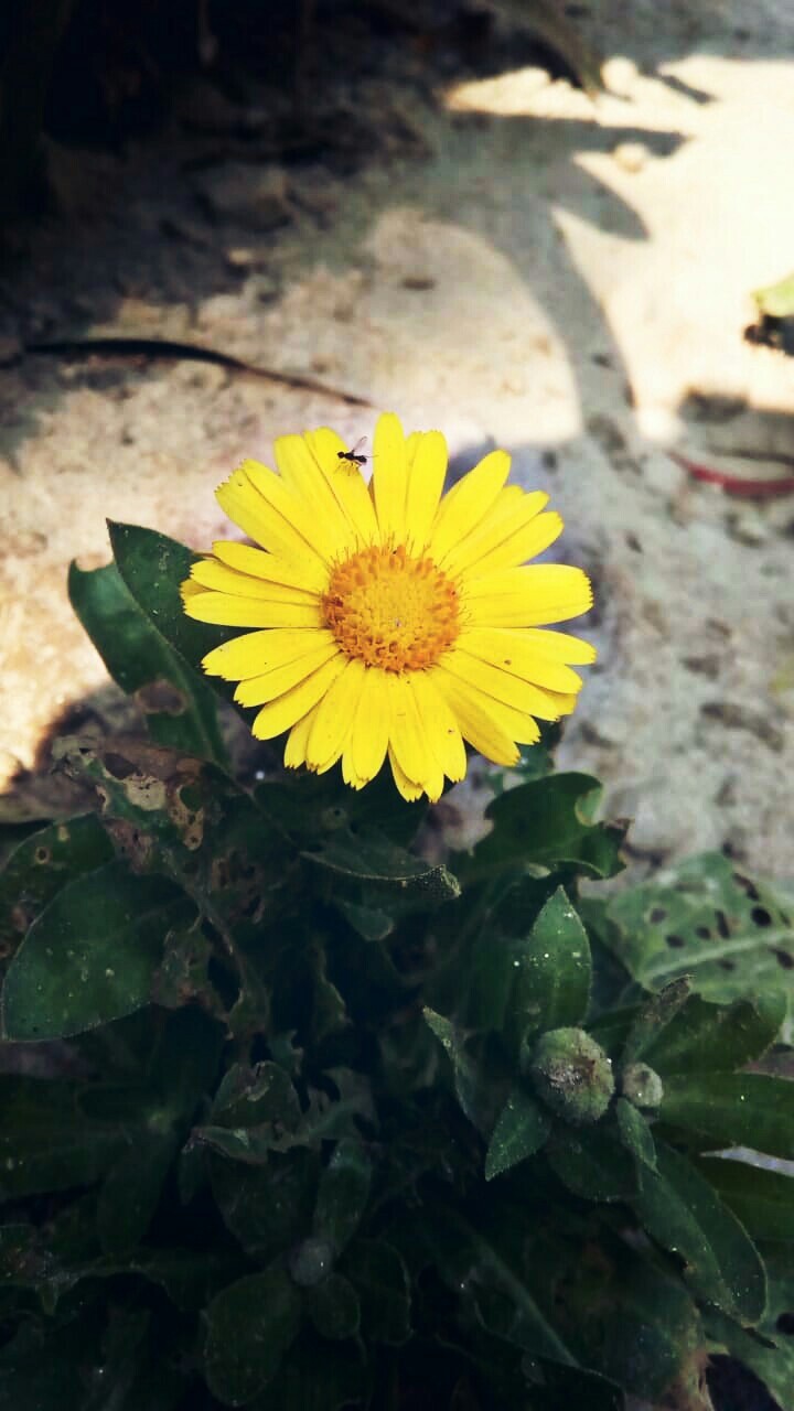 #bloom