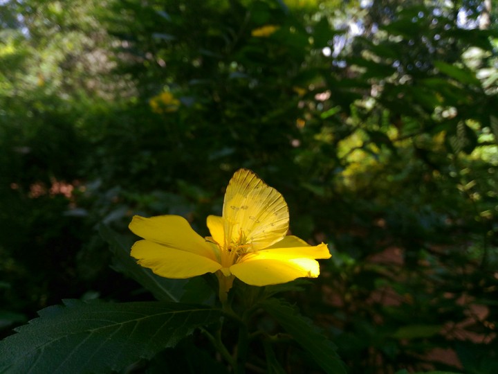 secret  garden