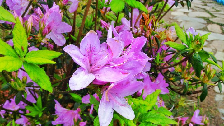 Flowers