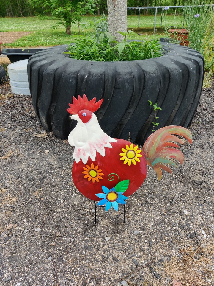Cock a Doodle Doo
