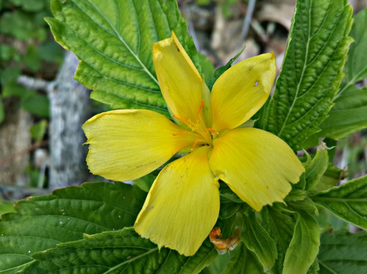 flower