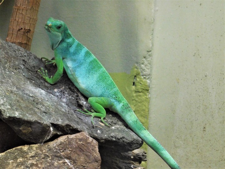 chameleon
