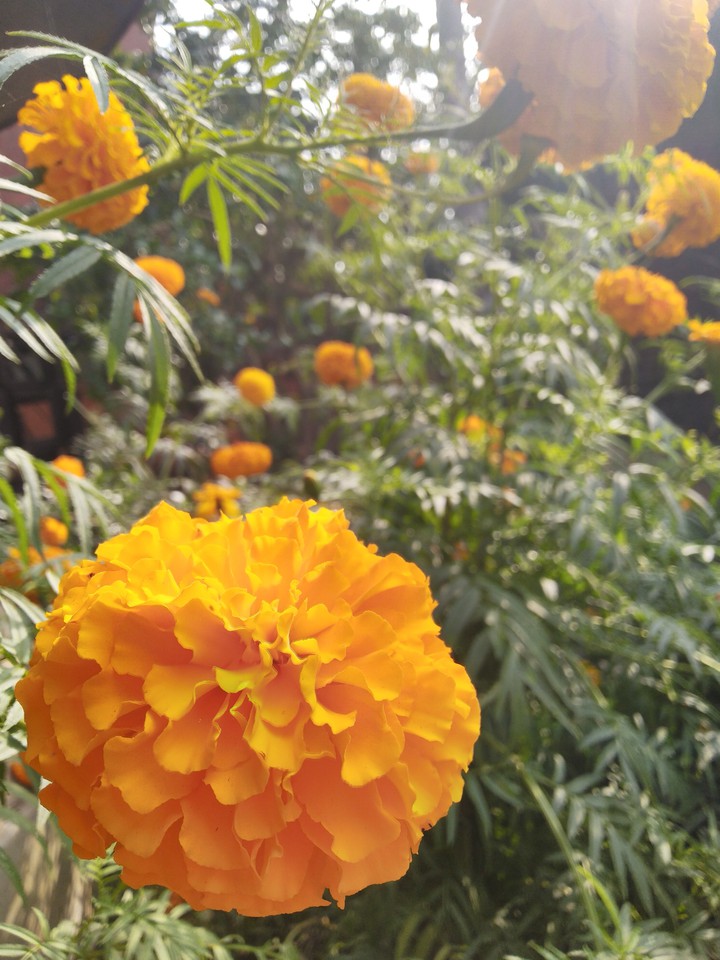 marigold