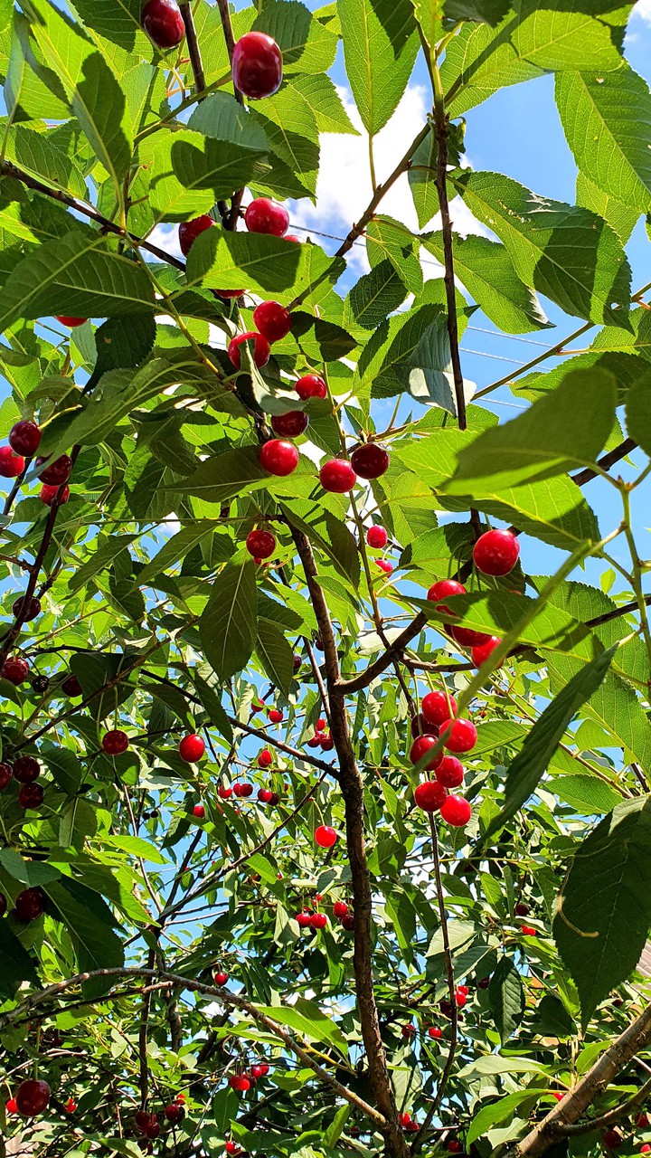 Cherry tree