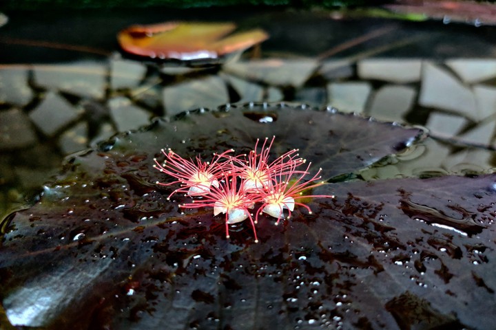 happy lotus