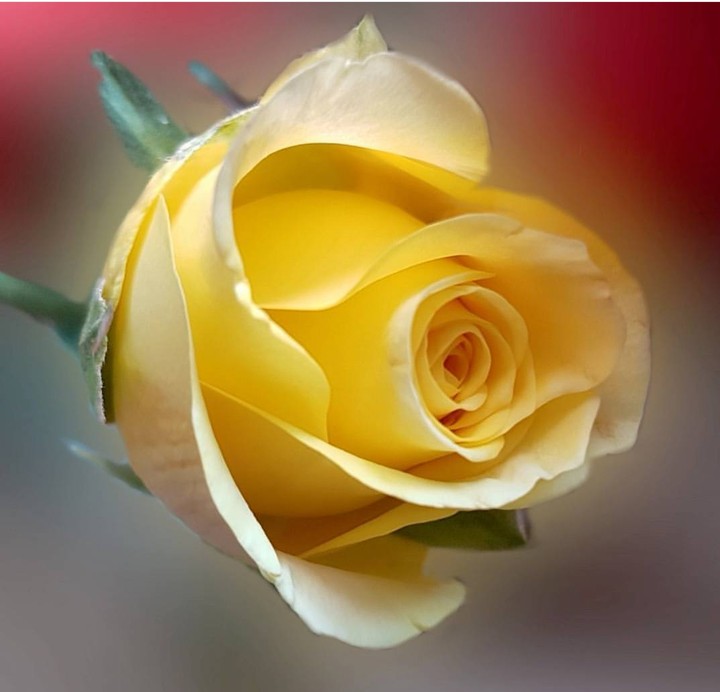 yellow Roses