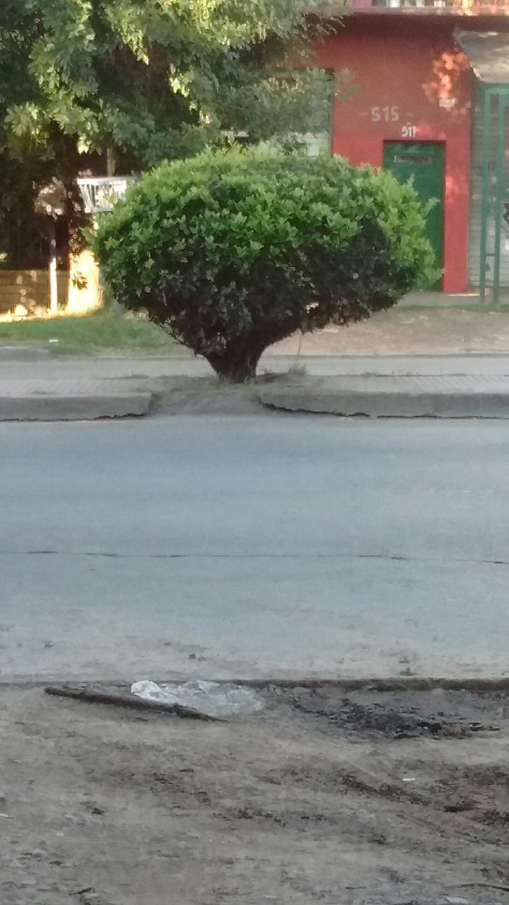 arbol