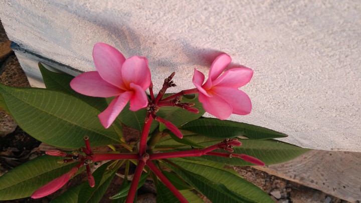 flower
