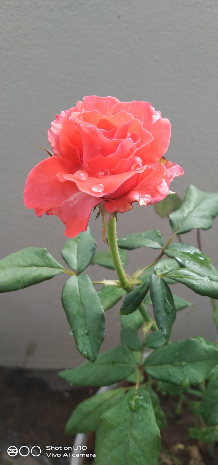 beautiful rose