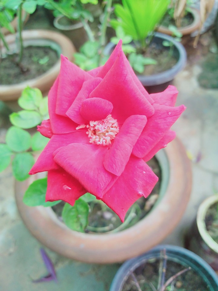 flower