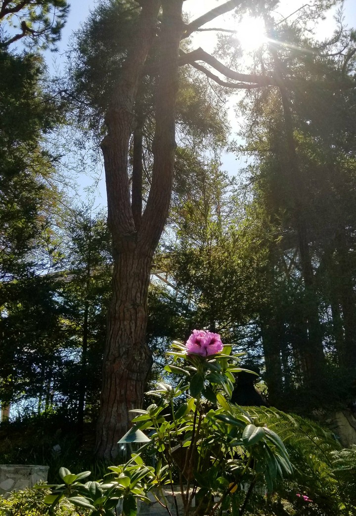 Lonely flower with such surrounding Beauty~