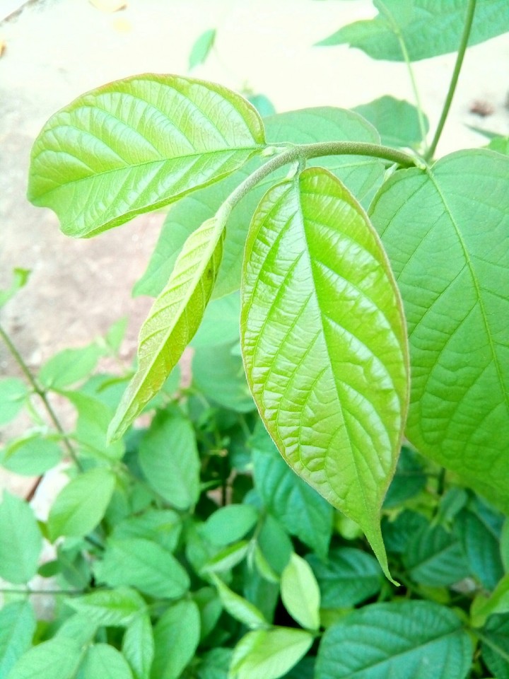 natural plant