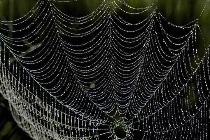 spider