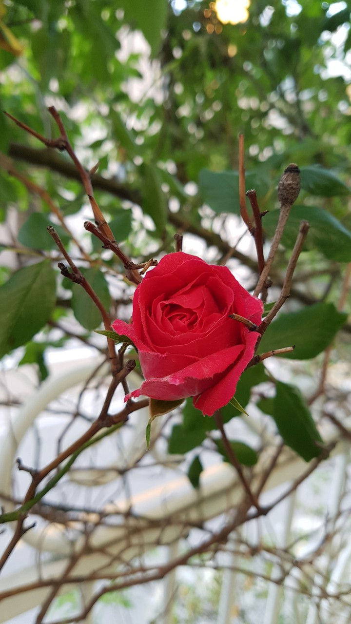 rose