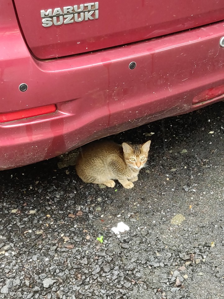 cat