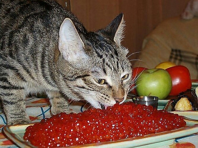 кот