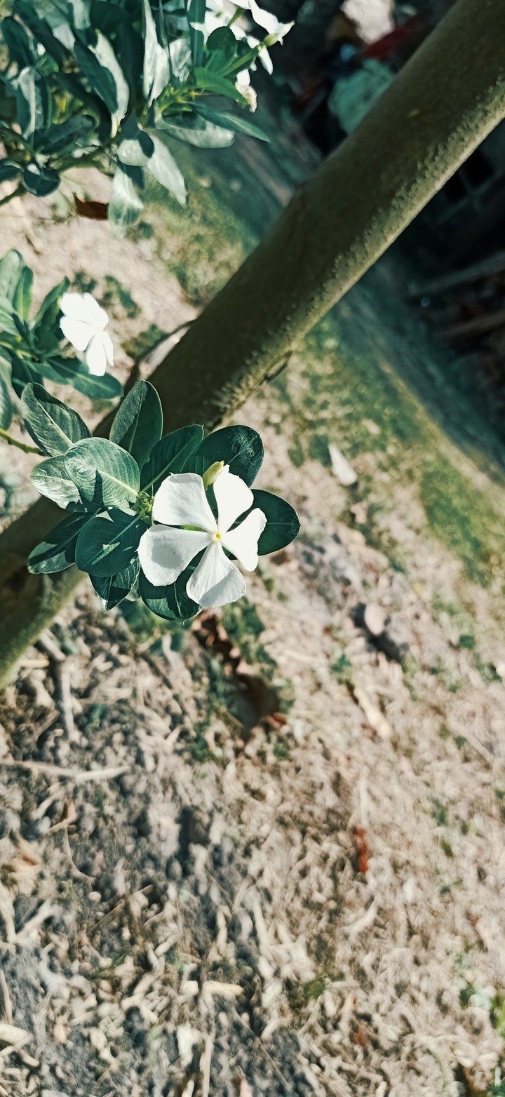 time for flower