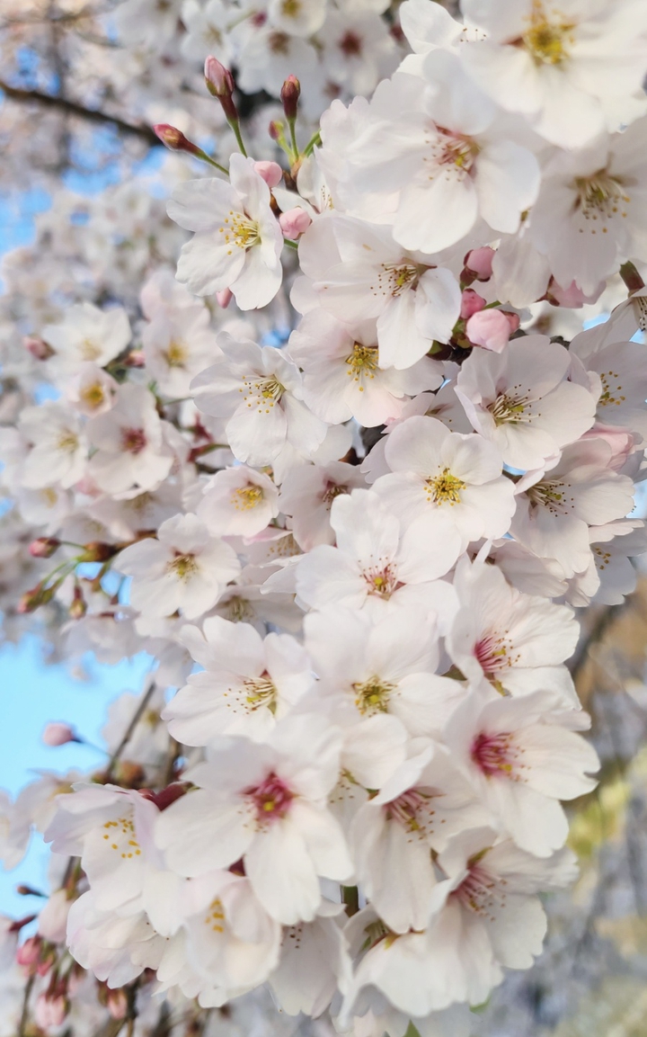 벚꽃 cherry blossom