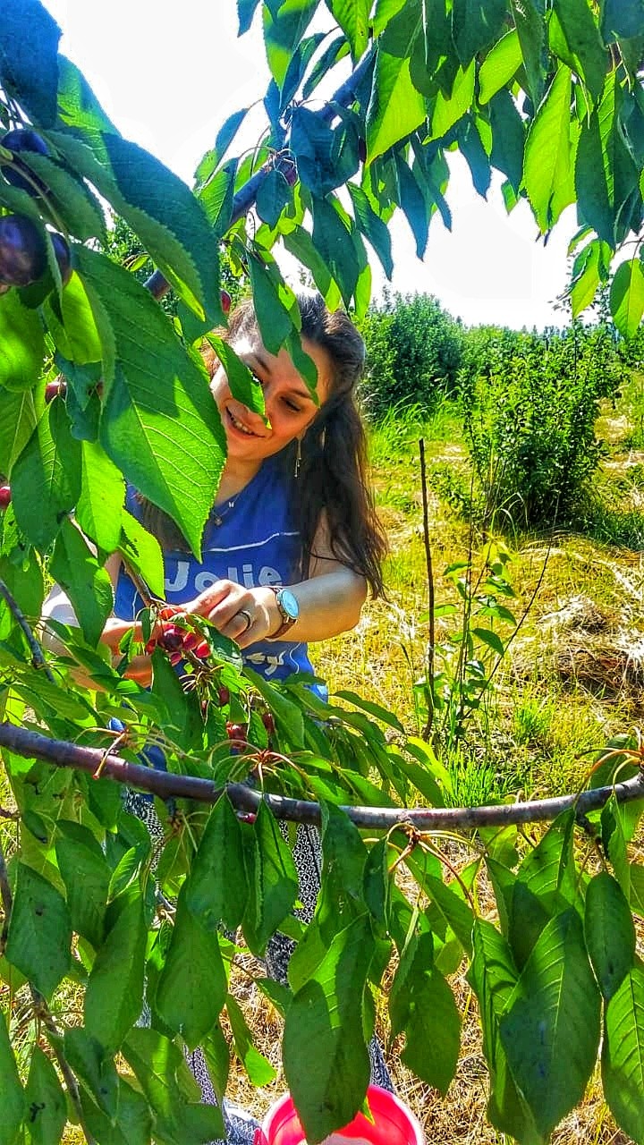 cherry