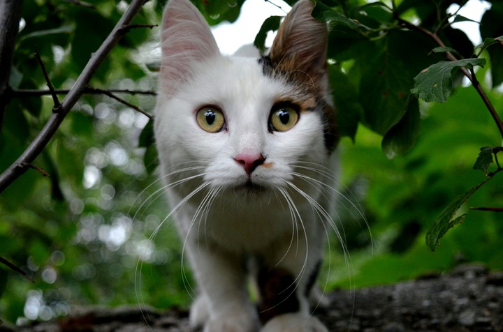 cat