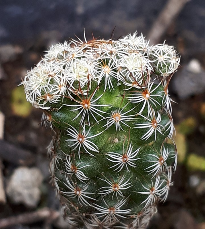 little cactus