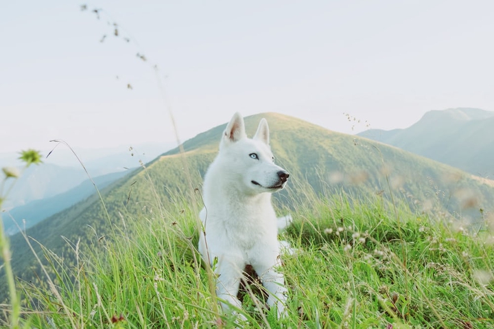 dog