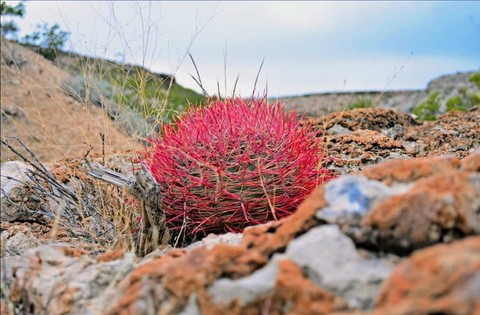Desert red