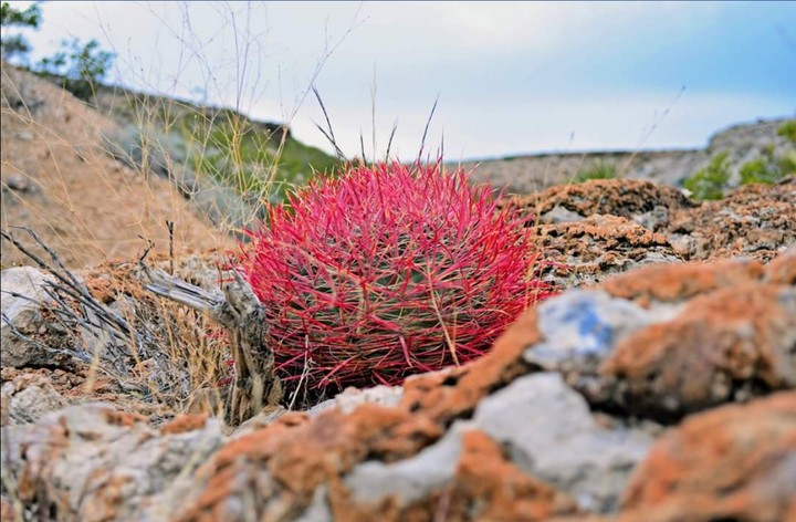 Desert  red