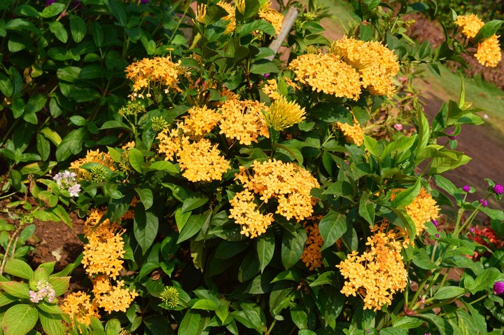 yellow Flower