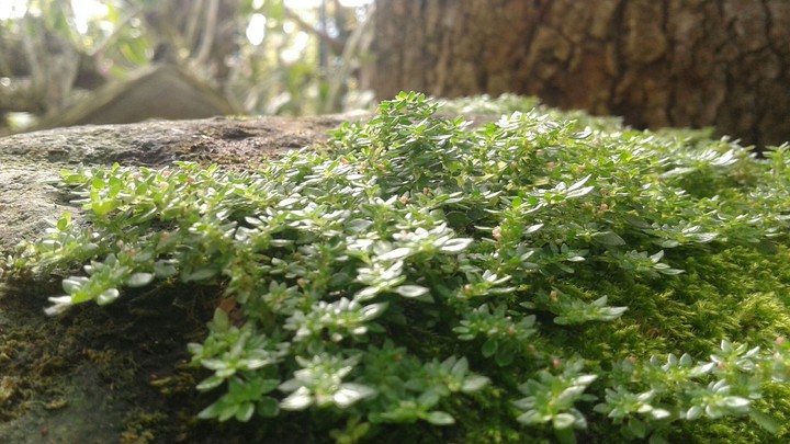 nature