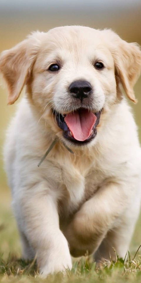 Hund