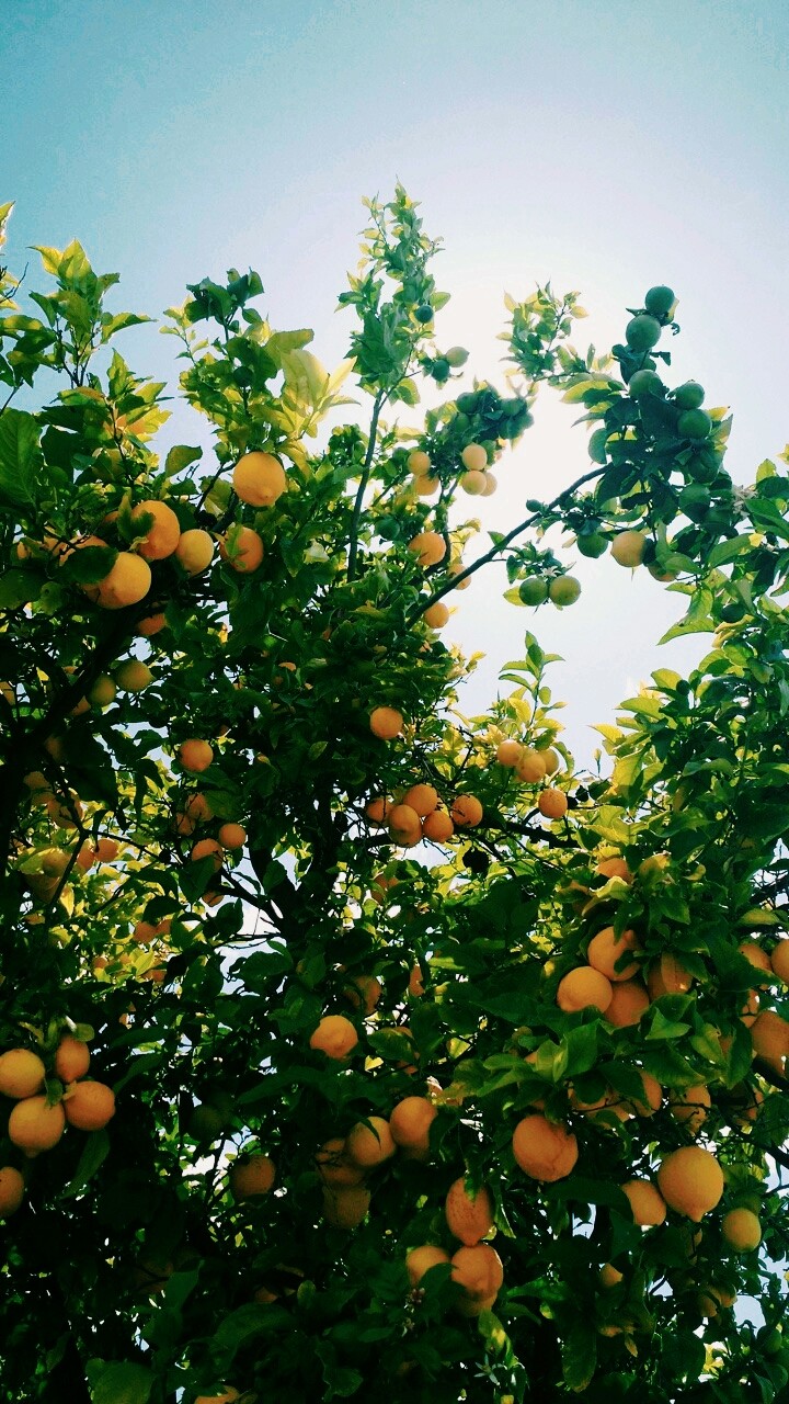 fruit