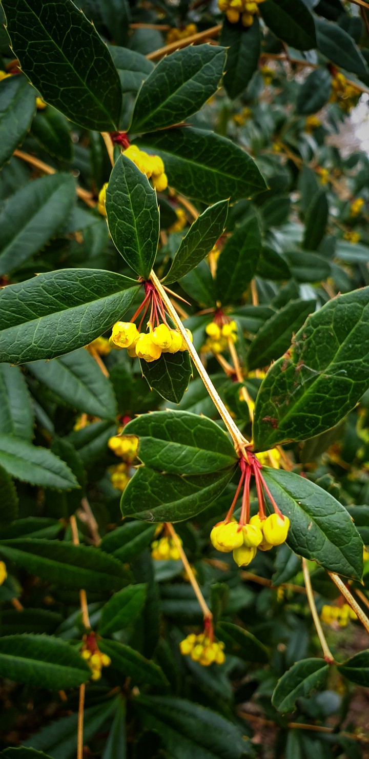 plants