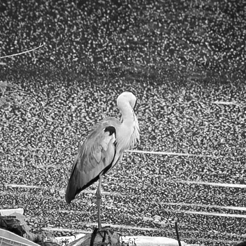wildlife photographie