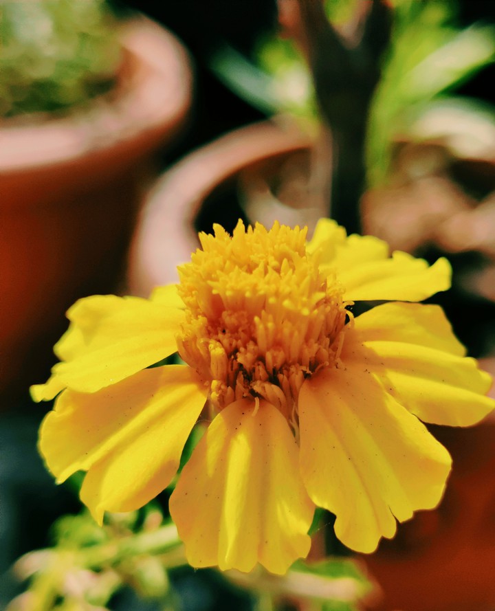 Marigold Flower
