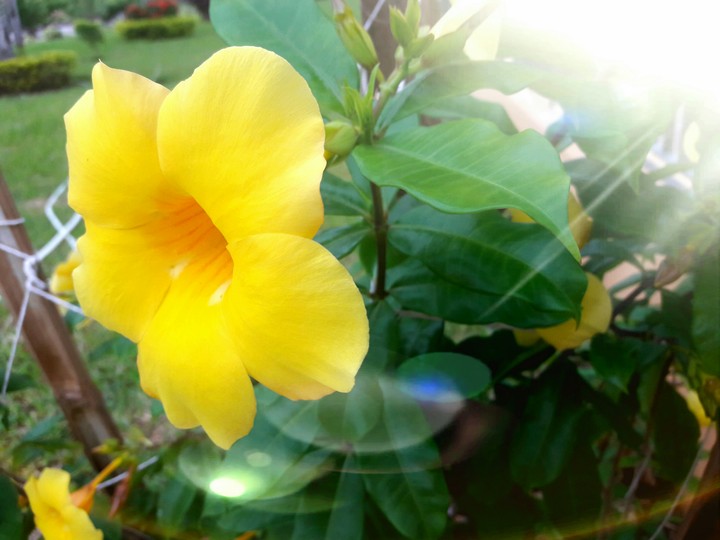 Bahamas Flowers